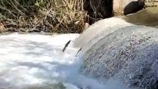 Siraz'ın akıntıya karşı göçü devam ediyor