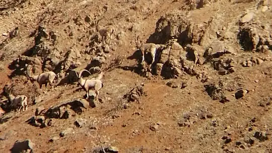 Sokağa çıkma kısıtlamasında ava giden 6 şahıs yakalandı