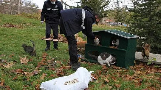 Sokağa çıkma kısıtlamasında sokak hayvanları unutulmadı