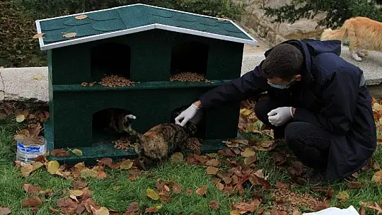 Sokağa çıkma kısıtlamasında sokak hayvanları unutulmadı