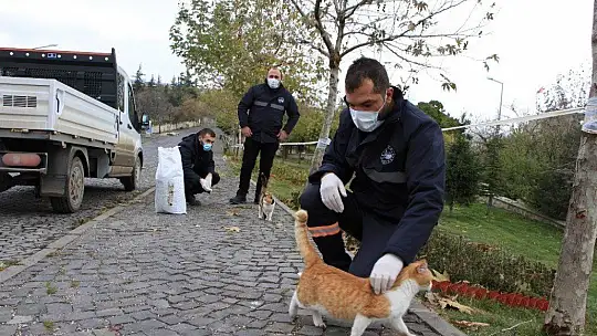 Sokağa çıkma kısıtlamasında sokak hayvanları unutulmadı