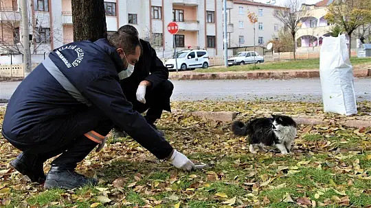 Sokağa çıkma kısıtlamasında sokak hayvanları unutulmadı