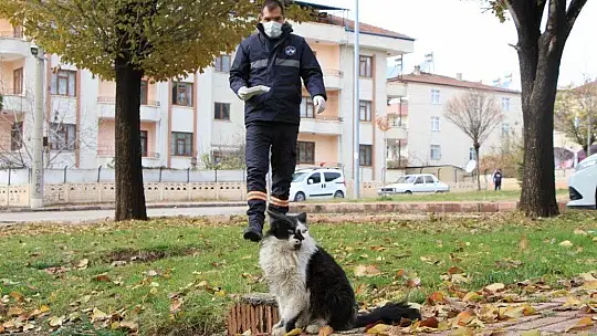 Sokağa çıkma kısıtlamasında sokak hayvanları unutulmadı