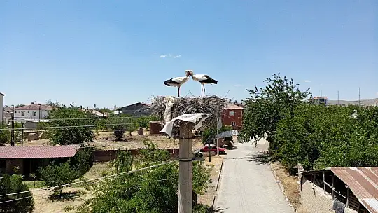 Sokağın simgesi 'Beyaz Pamuk ve Leylek Baba' yavrularıyla görüntülendi