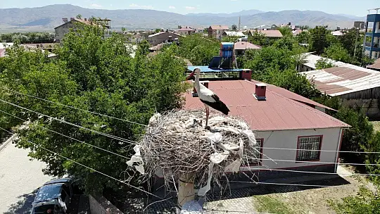 Sokağın simgesi 'Beyaz Pamuk ve Leylek Baba' yavrularıyla görüntülendi