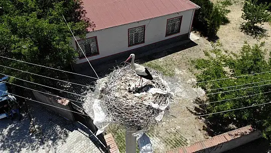 Sokağın simgesi 'Beyaz Pamuk ve Leylek Baba' yavrularıyla görüntülendi