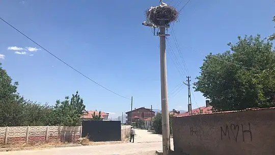 Sokağın simgesi 'Beyaz Pamuk ve Leylek Baba' yavrularıyla görüntülendi