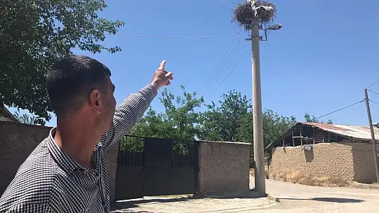 Sokağın simgesi 'Beyaz Pamuk ve Leylek Baba' yavrularıyla görüntülendi