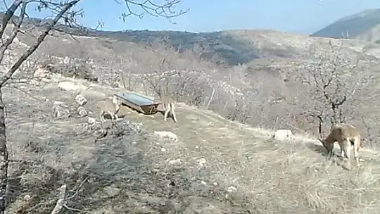 Su ve yiyecek ihtiyacını karşılayan dağ keçileri, fotokapanla görüntülendi