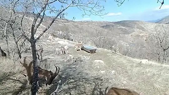 Su ve yiyecek ihtiyacını karşılayan dağ keçileri, fotokapanla görüntülendi