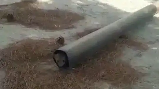 Sulama havuzunda mahsur kalan sansar, plastik boru ile kurtarıldı