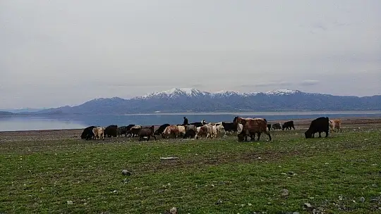 Suların çekildiği baraj havzası hayvanlara otlak oldu