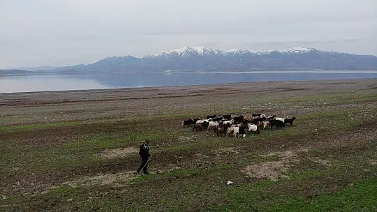 Suların çekildiği baraj havzası hayvanlara otlak oldu