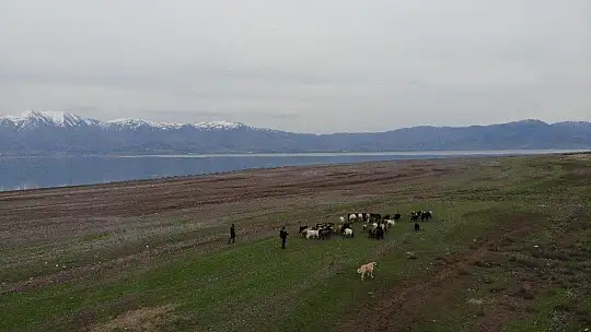 Suların çekildiği baraj havzası hayvanlara otlak oldu