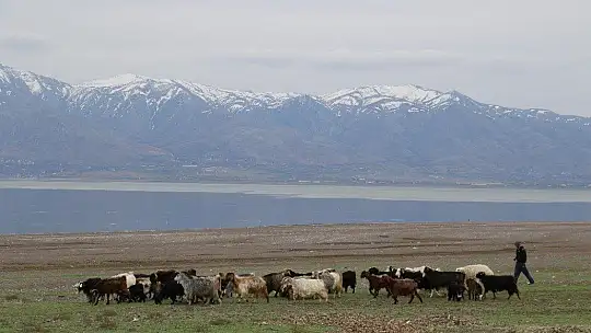 Suların çekildiği baraj havzası hayvanlara otlak oldu