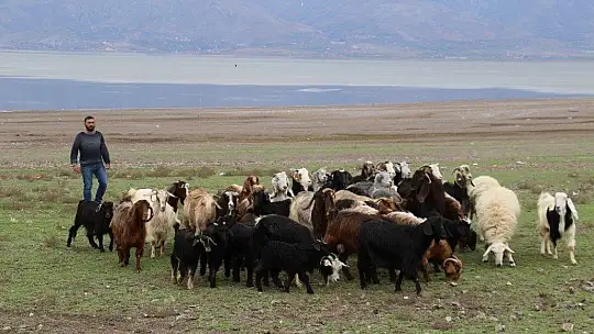 Suların çekildiği baraj havzası hayvanlara otlak oldu