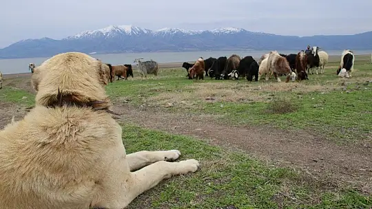 Suların çekildiği baraj havzası hayvanlara otlak oldu