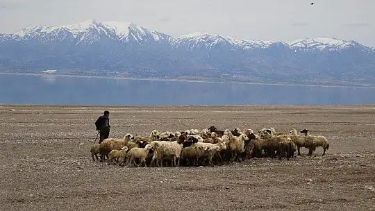 Suların çekildiği baraj havzası hayvanlara otlak oldu