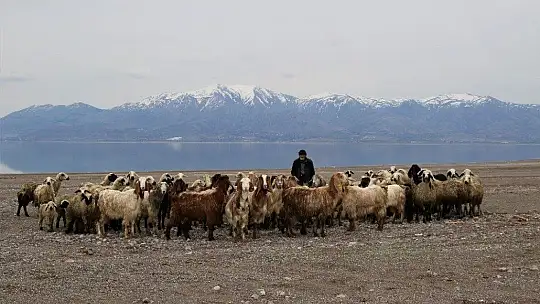 Suların çekildiği baraj havzası hayvanlara otlak oldu