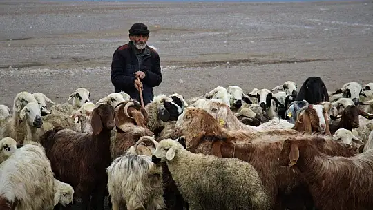 Suların çekildiği baraj havzası hayvanlara otlak oldu