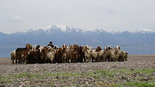 Suların çekildiği baraj havzası hayvanlara otlak oldu