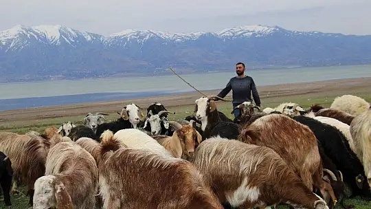 Süt için aldığı keçiler, çift çift kuzulayınca sürü sahibi oldu