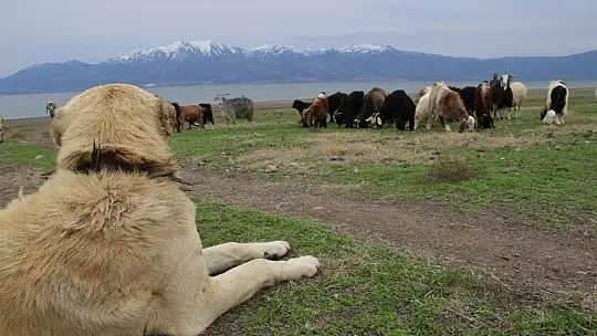 Süt için aldığı keçiler, çift çift kuzulayınca sürü sahibi oldu