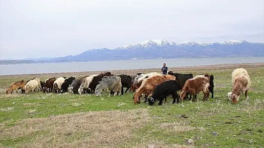 Süt için aldığı keçiler, çift çift kuzulayınca sürü sahibi oldu