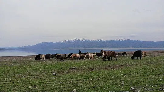 Süt için aldığı keçiler, çift çift kuzulayınca sürü sahibi oldu