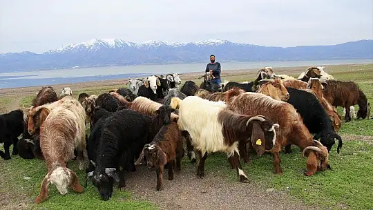 Süt için aldığı keçiler, çift çift kuzulayınca sürü sahibi oldu
