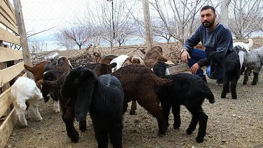 Süt için aldığı keçiler, çift çift kuzulayınca sürü sahibi oldu
