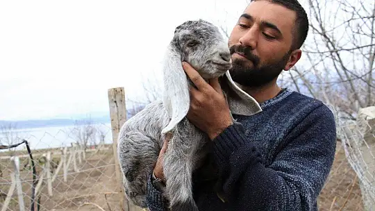 Süt için aldığı keçiler, çift çift kuzulayınca sürü sahibi oldu