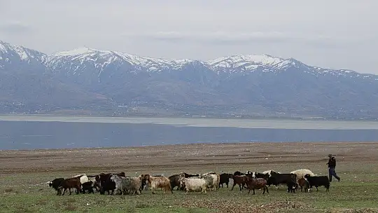 Süt için aldığı keçiler, çift çift kuzulayınca sürü sahibi oldu