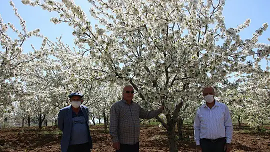 Tarihi Harput Mahallesi kiraz çiçekleriyle beyaza büründü