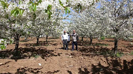 Tarihi Harput Mahallesi kiraz çiçekleriyle beyaza büründü
