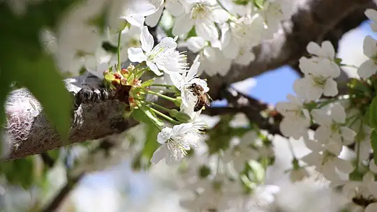Tarihi Harput Mahallesi kiraz çiçekleriyle beyaza büründü