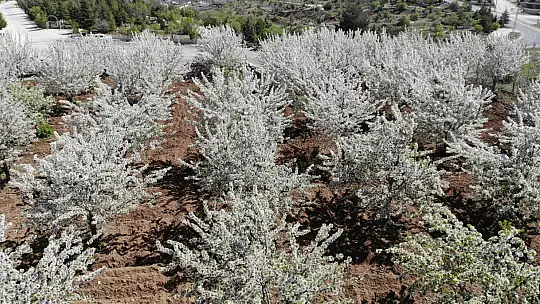 Tarihi Harput Mahallesi kiraz çiçekleriyle beyaza büründü