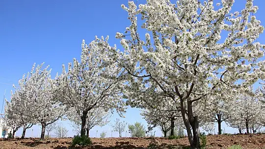 Tarihi Harput Mahallesi kiraz çiçekleriyle beyaza büründü