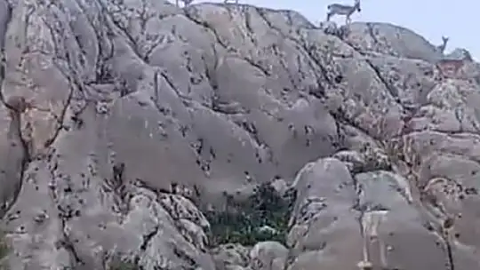 Tarihi mahalle Harput'ta dağ keçileri sürü halinde görüntülendi