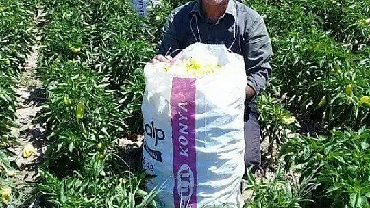 Tarlada çalışanlar, kovaları havaya fırlatarak sezonu kapattı