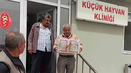 Tedavisi tamamlanan balaban kuşu doğaya bırakıldı