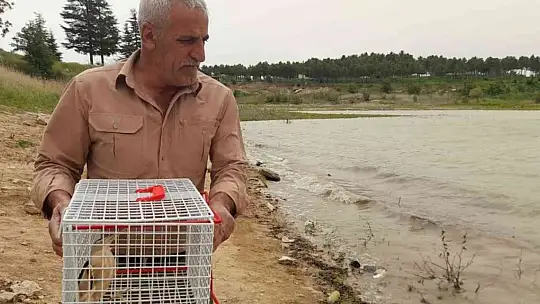 Tedavisi tamamlanan balaban kuşu doğaya bırakıldı