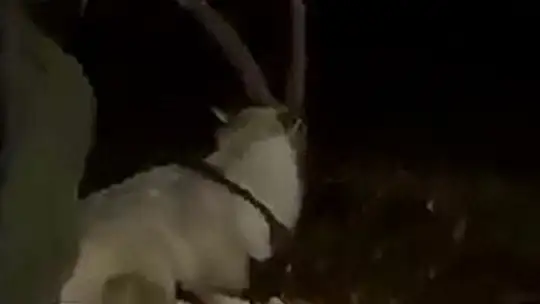Tel örgülere takılan dağ keçisi
