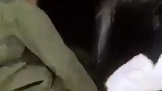 Tel örgülere takılan dağ keçisi