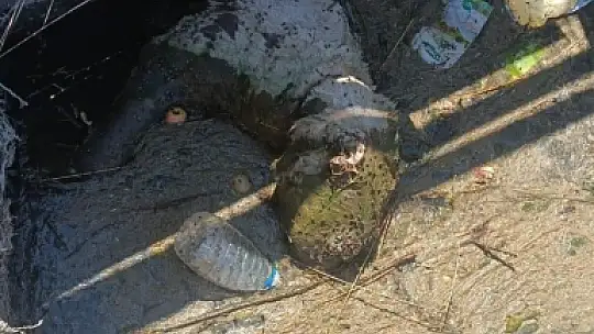 Temizleme çalışması 4 gün sürdü: Tıkanan sulama kanalından hayvan leşleri çıktı, ekipler hayrete düştü