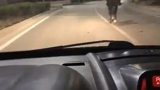 Trafikte atla yarıştı, araç sürücüsü ise spiker gibi anlattı