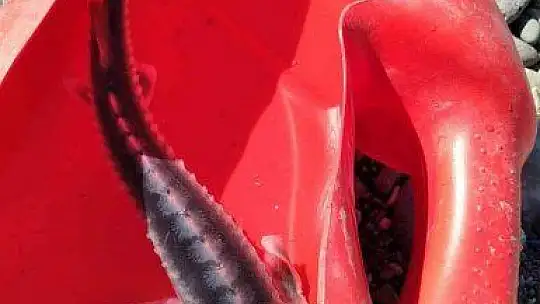 Türkiye iç sularına nasıl girdiği bilinmiyor