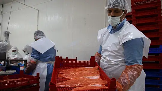 Türkiye'nin üretim merkezi Elazığ'dan dünyaya Türk Somonu