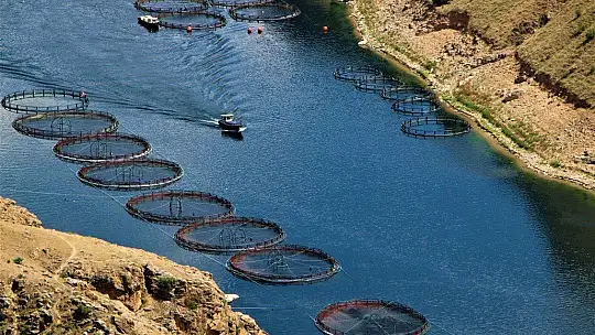 Türkiye'nin üretim merkezi Elazığ'dan dünyaya Türk Somonu