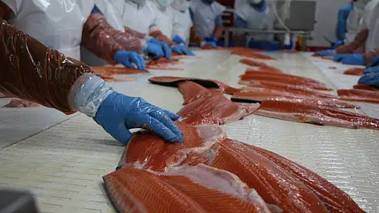 Türkiye'nin üretim merkezi Elazığ'dan dünyaya Türk Somonu